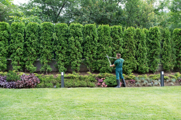 Best Tree Maintenance Programs  in Athens, AL