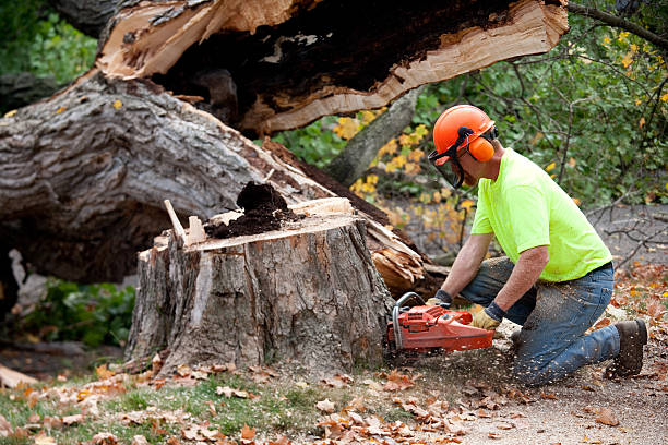 Best Tree Risk Assessment  in Athens, AL